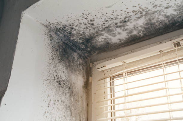 Affordable Mold Removal solutions in Severna Park, MD